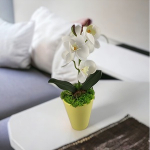 Fehér mini orchidea pasztellszínű agyagkaspóban ORM114FH - otthon & életmód - dekoráció - virágdísz és tartó - csokor & virágdísz - Meska.hu