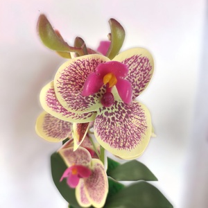 Krémszínű, ciklámen cirmos mini orchidea pasztellszínű agyagkaspóban ORM112KRCI - otthon & életmód - dekoráció - virágdísz és tartó - csokor & virágdísz - Meska.hu