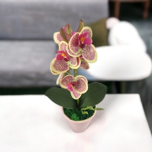 Krémszínű, ciklámen cirmos mini orchidea pasztellszínű agyagkaspóban ORM112KRCI - otthon & életmód - dekoráció - virágdísz és tartó - csokor & virágdísz - Meska.hu