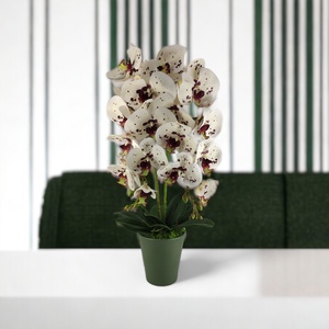 Nagy méretű fehér, burgundi pöttyös kétszálas orchidea OR214FHBO, Otthon & Életmód, Dekoráció, Virágdísz és tartó, Csokor & Virágdísz, Virágkötés, MESKA