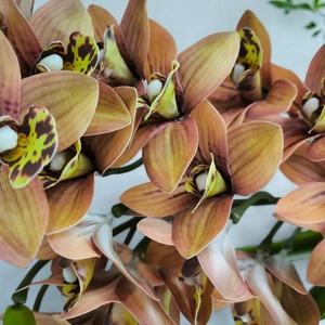 Sárgás barnás kétszálas élethű csónakorchidea ORC211BA - otthon & életmód - virágdekoráció - virágdíszek - virágdísz kaspóban - Meska.hu