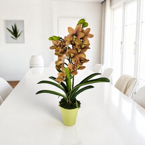 Sárgás barnás kétszálas élethű csónakorchidea ORC211BA - Meska.hu