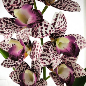 Nagy méretű lila pöttyös mintázatú csónakorchidea ORC111LI - otthon & életmód - virágdekoráció - virágdíszek - virágdísz kaspóban - Meska.hu