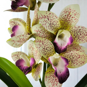 Sárga lila nagyméretű egyszálas csónakorchidea ORC110SA - otthon & életmód - virágdekoráció - virágdíszek - virágdísz kaspóban - Meska.hu