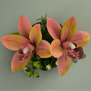 Csónakorchidea Elegancia � Nőnapi Mini Kompozíció - otthon & életmód - virágdekoráció - virágok - virágbox - Meska.hu