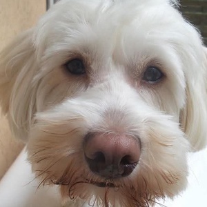 PlüssVagyok kutyus formapárna - saját fotó alapján - otthon & életmód - lakástextil - párna & párnahuzat - forma párna - Meska.hu