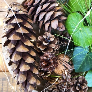 Fenyőtoboz válogatás különlegességekkel - kellékek & szerszámok - vegyes alapanyag - egyéb alapanyag - Meska.hu