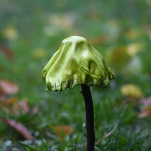 Cakkos aljú zöld gombavirág - Meska.hu