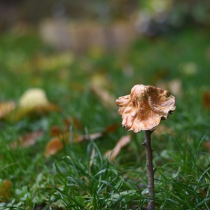 Igazi őszi gombavirág - Meska.hu