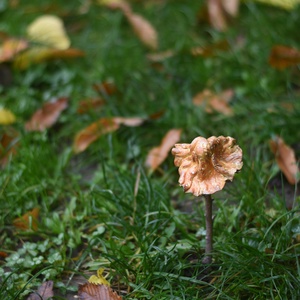 Igazi őszi gombavirág - otthon & életmód - ház & kert - kerti dísz - Meska.hu