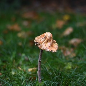 Igazi őszi gombavirág - otthon & életmód - ház & kert - kerti dísz - Meska.hu