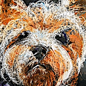 Yorki - pasztell grafika 35x50cm - Meska.hu