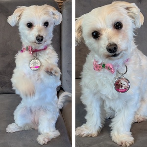 Egyedi kisállat biléta - otthon & életmód - kisállatoknak - kutyáknak - kutya biléta - Meska.hu