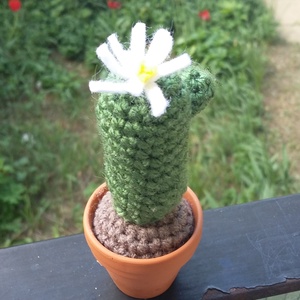 Kaktusz -  - Meska.hu