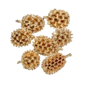 Casuarina 17 dkg - pezsgő, Kellékek & szerszámok, Dekorációs kellékek, Termések, terméscsomagok, , MESKA