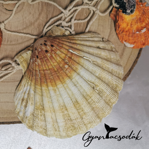 Óriás kagyló gyűrűtartó, ékszertartó, teknőssel - Epoxi, epoxy gyanta, műgyanta - Gyantacsodák - esküvő - kiegészítők - gyűrűtartó & gyűrűpárna - Meska.hu