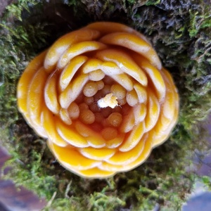 Tavaszi méhviasz boglárkavirág - otthon & életmód - gyertya, illat, aroma - gyertya - Meska.hu