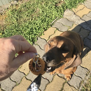 kutya-kakizacsi tartó - otthon & életmód - kisállatoknak - kutyáknak - kutyapiszok zacskó tartó - Meska.hu