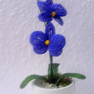 Lepke orchidea  -  - Meska.hu