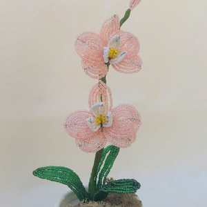Lepke orchidea  -  - Meska.hu
