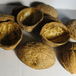 Fél dió héjak, DIY (Csináld magad), Egységcsomag, Mindenmás, MESKA