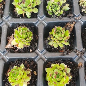 Kövirózsa szaporító tálcán - Csináld magad! DIY - esküvő - emlék & ajándék - köszönőajándék - Meska.hu