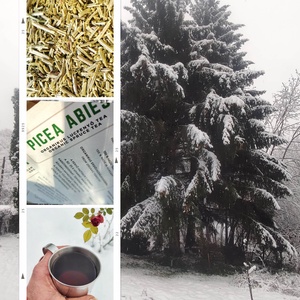 Organikus lucfenyő tea 15 gramm - átmenetileg nem elérhető , Élelmiszer, Fűszer, Élelmiszer előállítás, MESKA