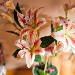 Liliom asztaldísz cserépben � gondozásmentes ajándék - otthon & életmód - dekoráció - virágdísz és tartó - csokor & virágdísz - Meska.hu