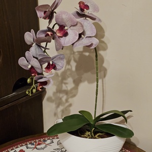 Orchidea -gondozásmentes , Otthon & Életmód, Virágdekoráció, Virágdíszek, Asztali virágdísz, Virágkötés, MESKA