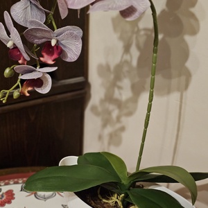 Orchidea -gondozásmentes  - otthon & életmód - virágdekoráció - virágdíszek - asztali virágdísz - Meska.hu