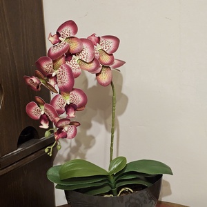 Orchidea -gondozásmentes , Otthon & Életmód, Virágdekoráció, Virágdíszek, Asztali virágdísz, Virágkötés, MESKA