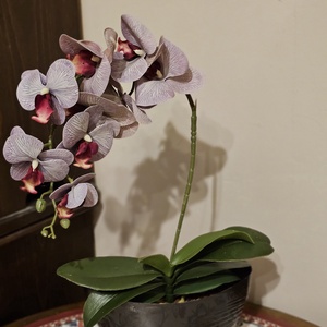 Orchidea -gondozásmentes , Otthon & Életmód, Virágdekoráció, Virágdíszek, Virágdísz kaspóban, Virágkötés, MESKA