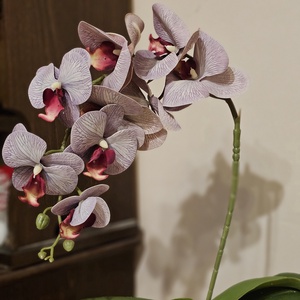 Orchidea -gondozásmentes  - otthon & életmód - virágdekoráció - virágdíszek - virágdísz kaspóban - Meska.hu