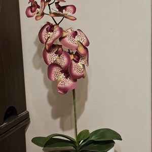 Orchidea -gondozásmentes , Otthon & Életmód, Virágdekoráció, Virágdíszek, Virágdísz kaspóban, Virágkötés, MESKA