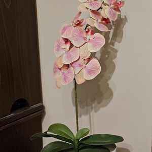 Orchidea -gondozásmentes , Otthon & Életmód, Virágdekoráció, Virágdíszek, Asztali virágdísz, Virágkötés, MESKA