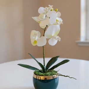 Cserepes orchidea - Meska.hu