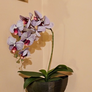 Orchidea -gondozásmentes , Otthon & Életmód, Virágdekoráció, Virágdíszek, Virágdísz kaspóban, Virágkötés, MESKA