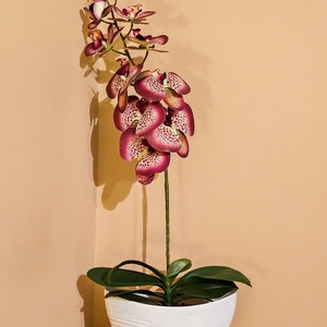Orchidea -gondozásmentes , Otthon & Életmód, Virágdekoráció, Virágdíszek, Virágdísz kaspóban, Virágkötés, MESKA