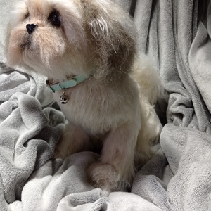 Shih-tzu (si-cu) horgolva  - Meska.hu