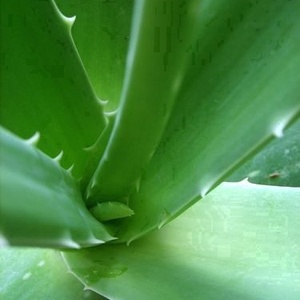 ALOE VERA GÉL 100 ml - kozmetikai alapanyag - Meska.hu