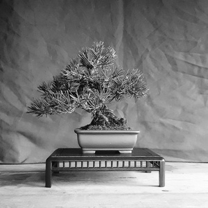 Bonsai tál 19 - otthon & életmód - dekoráció - asztal és polc dekoráció - bonsai - Meska.hu