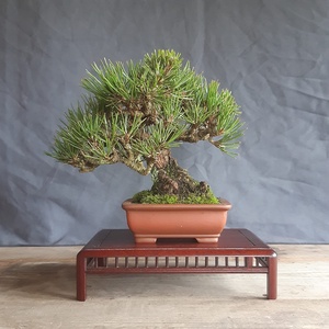 Bonsai tál 19 - otthon & életmód - dekoráció - asztal és polc dekoráció - bonsai - Meska.hu