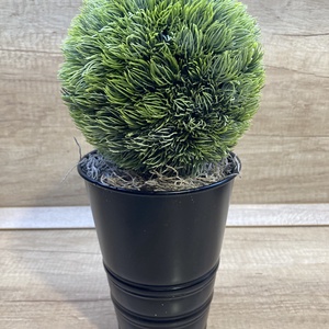 Örök fa fekete kaspóba - otthon & életmód - dekoráció - asztal és polc dekoráció - bonsai - Meska.hu