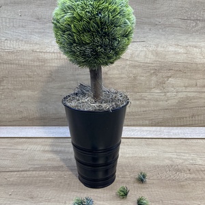 Örök fa fekete kaspóba, Otthon & Életmód, Dekoráció, Asztal és polc dekoráció, Bonsai, Virágkötés, MESKA