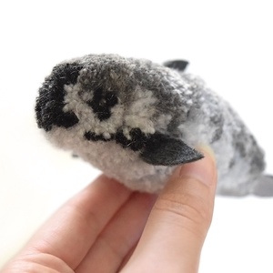 Vaquita - kaliforniai barnadelfin, disznódelfin -  - Meska.hu