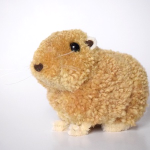 Gundi (Ctenodactylus gundi) -  - Meska.hu