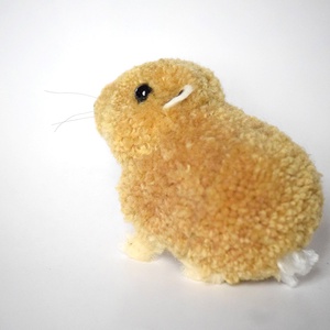 Gundi (Ctenodactylus gundi) -  - Meska.hu
