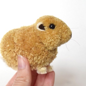 Gundi (Ctenodactylus gundi) -  - Meska.hu