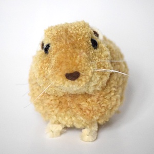 Gundi (Ctenodactylus gundi) -  - Meska.hu