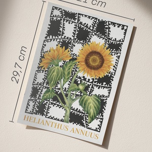 Helianthus annuus print  - művészet - grafika & illusztráció - művészi nyomat - Meska.hu